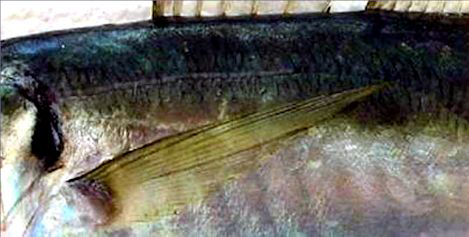 Trachurus mediterraneus_004